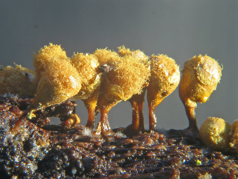 Ma non spariscono mai ?